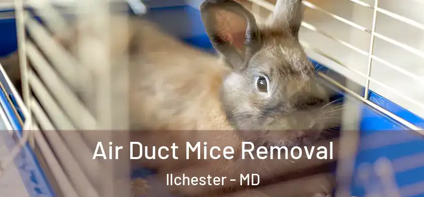  Air Duct Mice Removal Ilchester - MD
